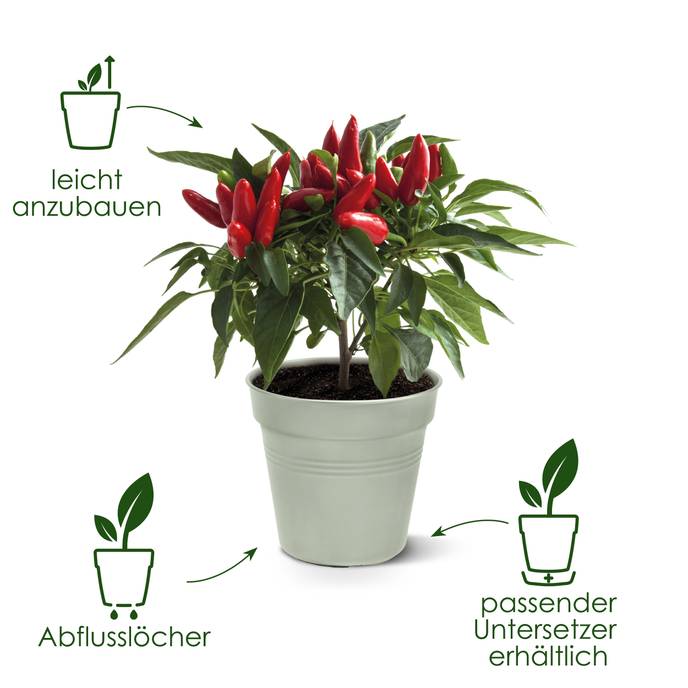 green basics anzuchttopf 19cm steingrün